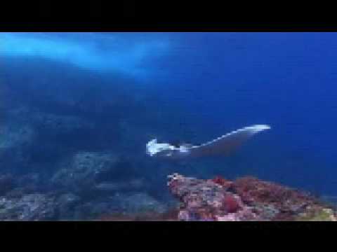 The Flying Circus - Manta Rays In Komodo - Garry Bevan