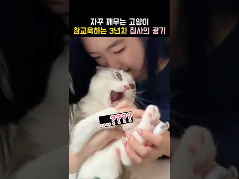 자꾸 깨무는 고양이 버릇고치는 집사의 광기 thumbnail
