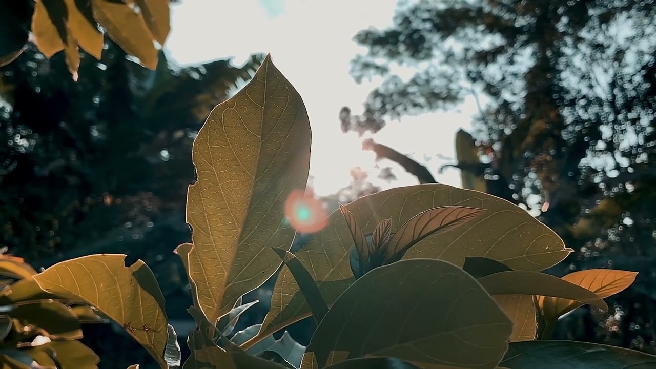 Video estetik alam 30 detik | cinematic video | nature video cinematic