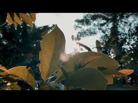 Video estetik alam