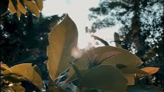 Video estetik alam 30 detik | cinematic video | nature video cinematic