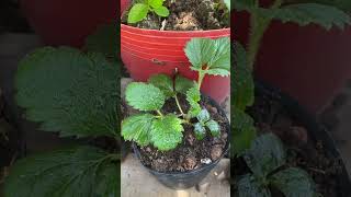Hành trình của sự nỗ lực #hanhtrinh #noluc #dautay #xuhướng
