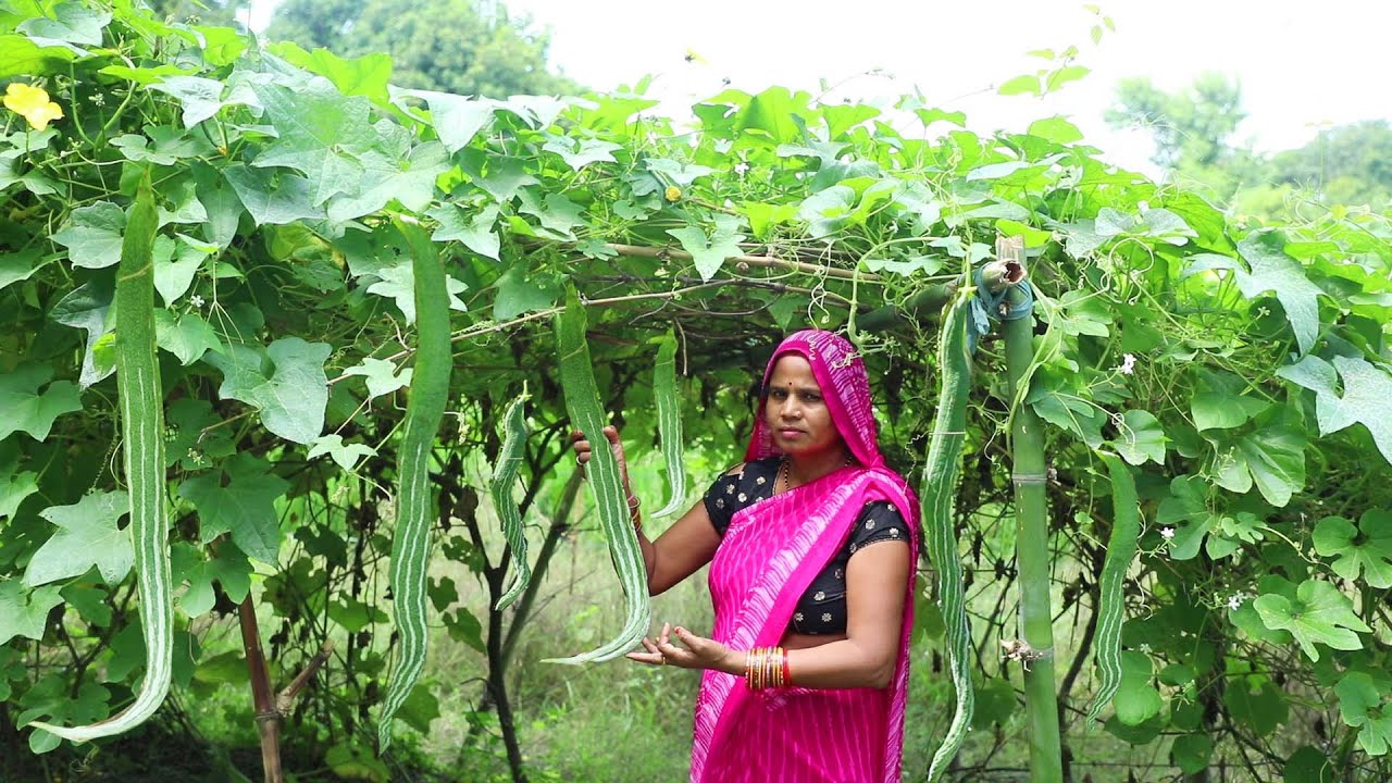 सर्प जैसा दिखने वाला चिचिंडा का भरवां बनाएंगे तो उंगलियां चाटते रह जायेंगे | Bharwa Chichinda Recipe