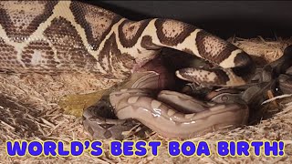 The BEST Boa birth video ever captured!