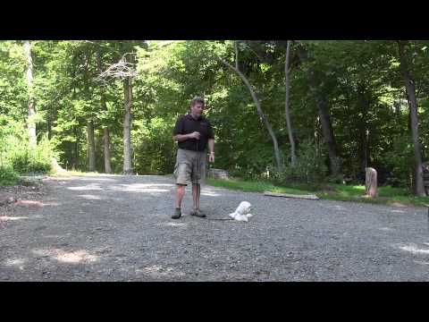 winston-salem-residency-training-program-|-windsor-|-havanese-puppy