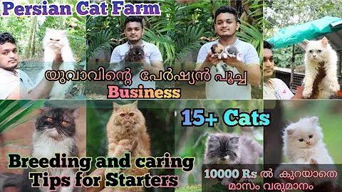 Watch the video about പൂച്ചയാണ് എന്റെ സ്ഥിര വരുമാനം. PERSIAN CAT FARM, Kottayam. പേർഷ്യൻ പൂച്ച ഫാം.