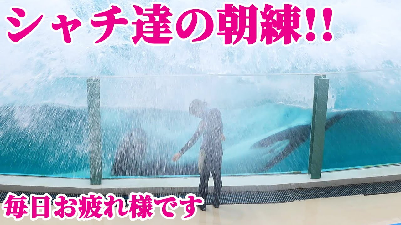 シャチショー前のシャチの朝練映像!! 鴨川シーワールド シャチショー KamogawaSeaWorld