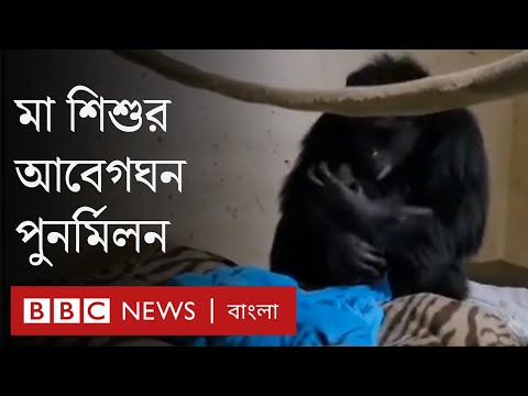 ভিডিও: শিম্পাঞ্জিরা কেন বিপন্ন?