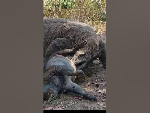 Komodo dragons are almost afraid of wild boars - YouTube