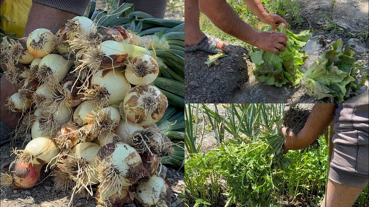 الفلاحة والمنتجات طبيعية هنا في واد غيس .. نواحي الحسيمة