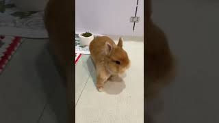 sweet bunny