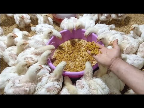 سر المزارع لرفع الوزن والتسمين لعمر 17يوم الفراخ البيضة خلطة قوية شوف بنفسك هتخلى الفراخ توصل 3كيلو