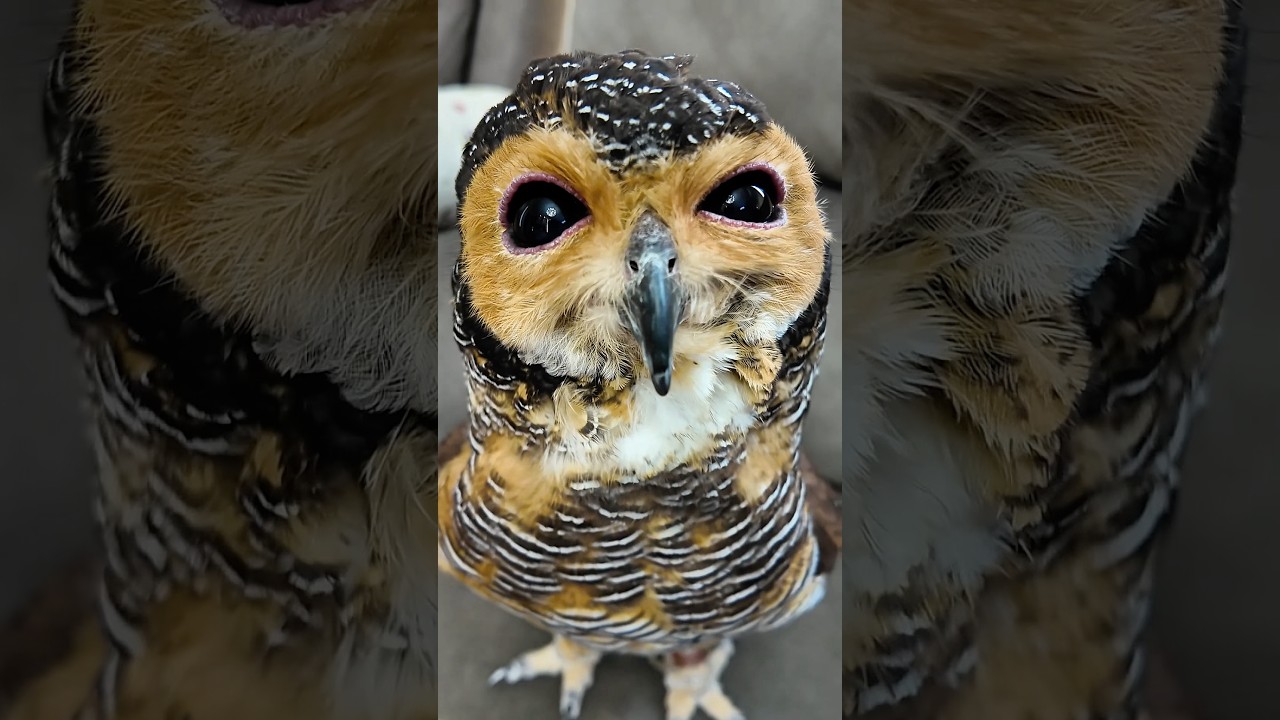 Mainan Bibib Rusak loh!!😰😭 #owl # #cute #funny #animals #pets #cat 썸네일