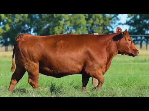 LOTE 42   TAT 3714 F Red Angus