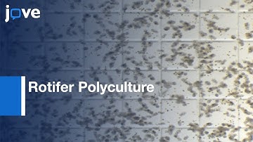 Rotifer Polyculture Method for Rearing first Feeding Zebrafish | Protocol Preview