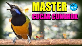 MASTER CUCAK CUNGKOK Jeda Terapi Air | AAHOBI MANIA