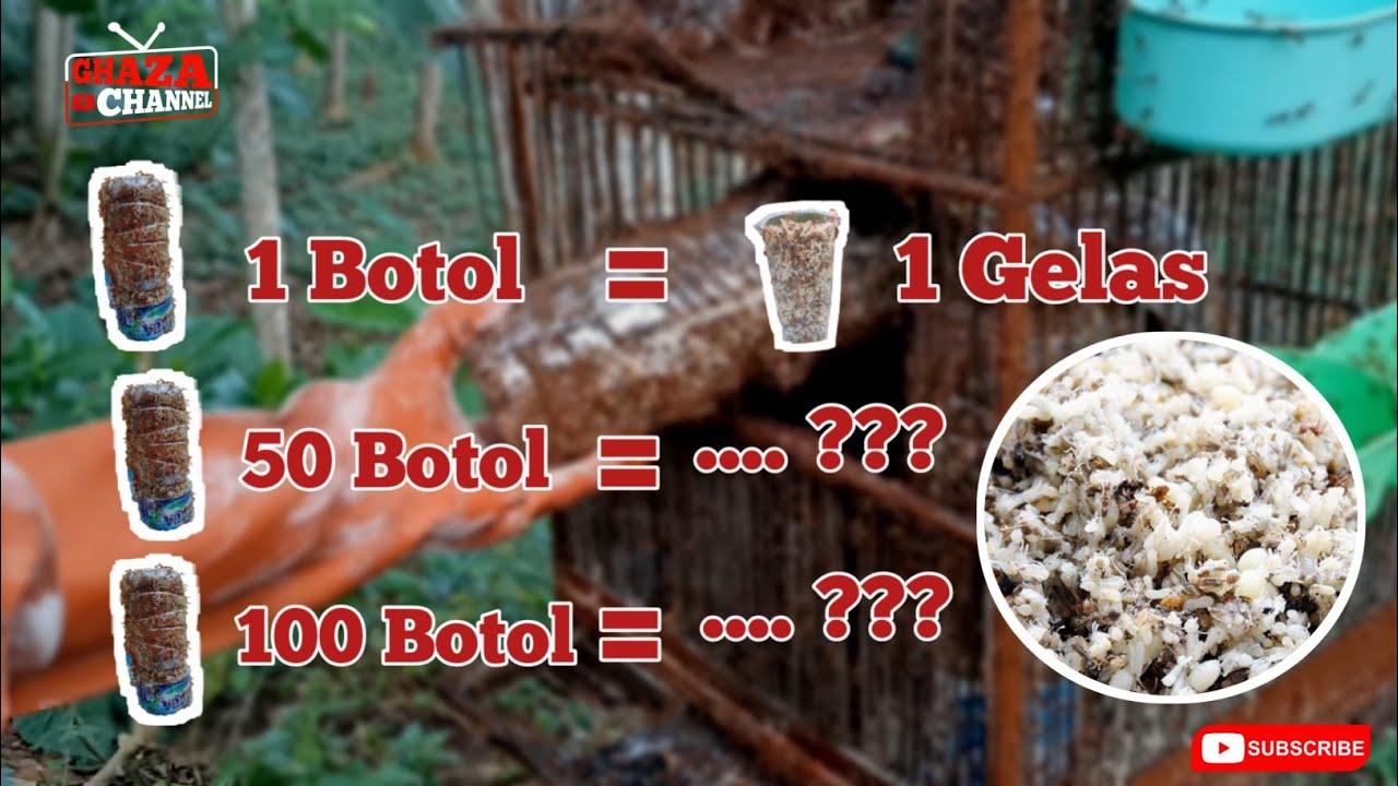 CARA PANEN KROTO | INI HASILNYA ...!!!