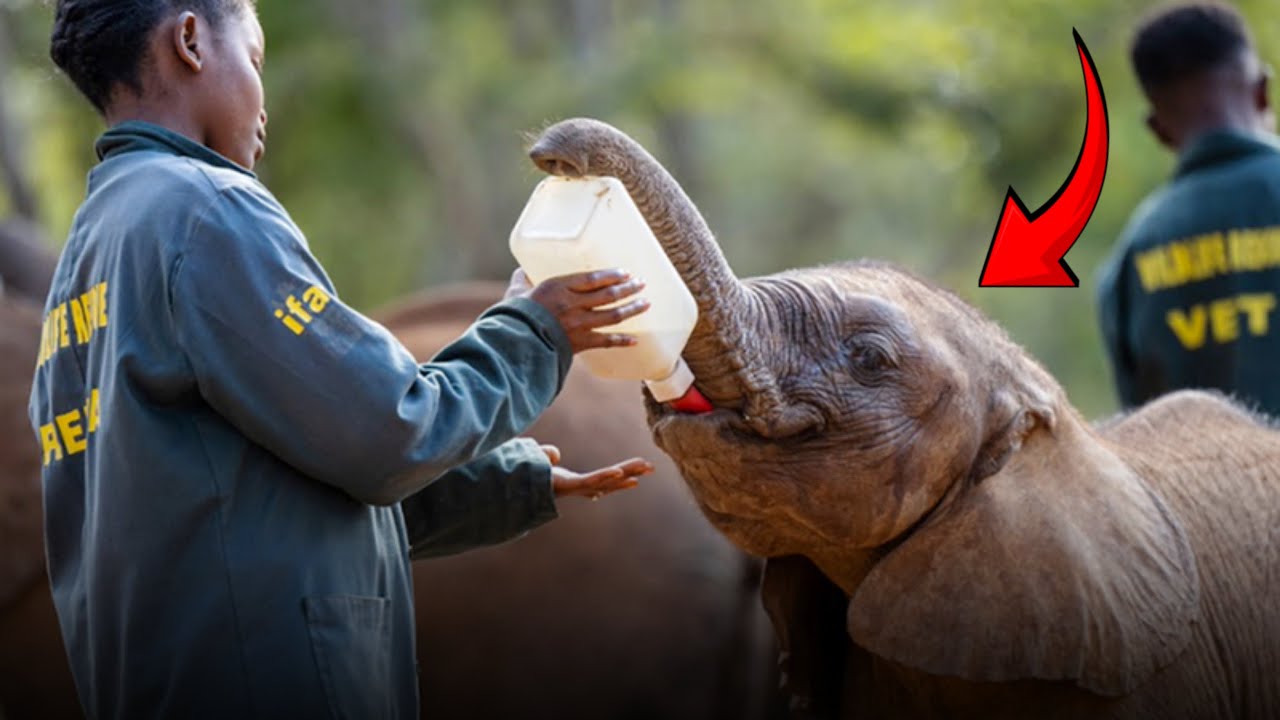 Animals that asked people for help & kindness - YouTube
