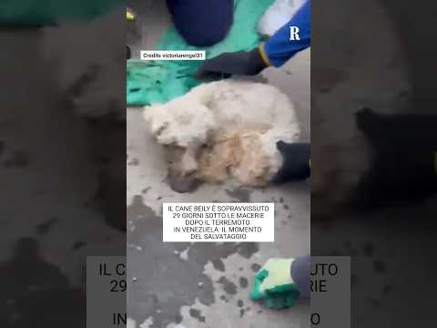 Video In Venezuela il cane Beily è stato ritrovato vivo dopo quasi un mese dal terremoto