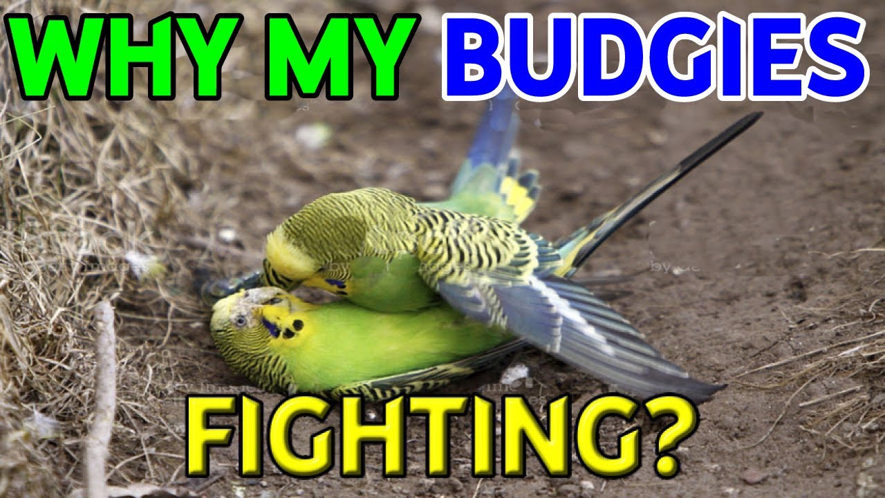 Why do Budgies Fight in Colony and It's Solution YouTube