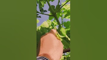 Removing branches with leaves #grape #how #wine #vineyard #fruit #gardening #farm #garden #removing