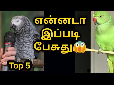 மனிதர்களை போல பேசும் பறவைகள் top 5 //top 5 talking birds in Tamil// birdboyyy