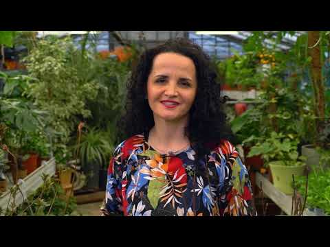 Video: Starostlivosť o Allium po odkvitnutí – Ako sa starať o Allium po odkvitnutí