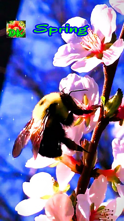 Hello Spring 3 Relaxing Cherry Flowers and birds singing | @DIEUKHANHUSA