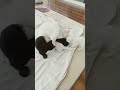 anne mia sen çok güzelsin #cat #kitten #cute #catlover #cutecathere #cutecat #funnycatvids #mia #