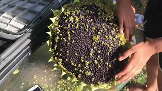 How fast can she take off those sunflower seed (under 2 minute harvest)