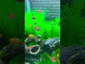 #hocac #cacanh #aquarium #fishtank #aquascape #relaxing #chill #petfish #hocacmini #aquariumlife