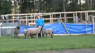Sanni paimentaa 07092011