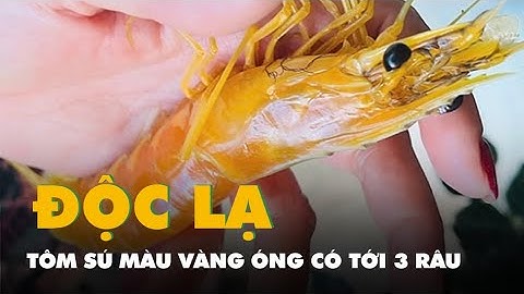 Cận cảnh con tôm sú màu vàng óng, có tới 3 râu độc lạ ở Cà Mau