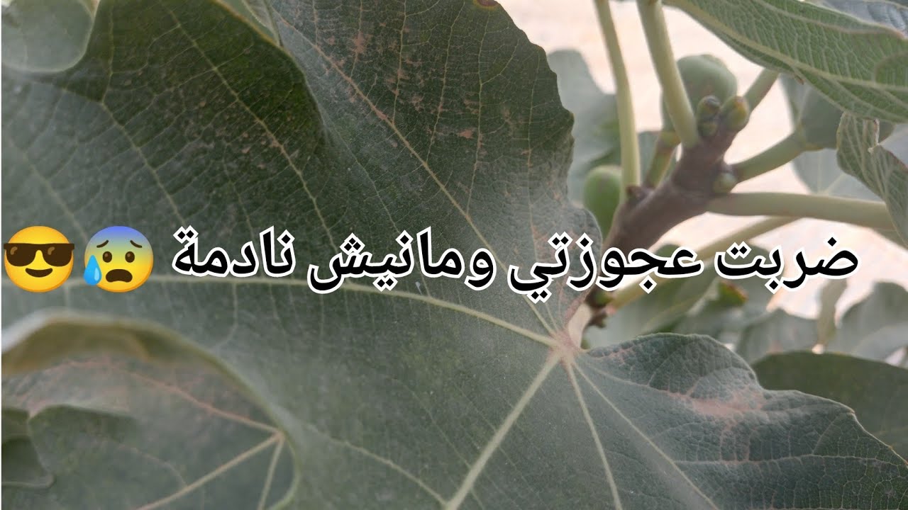 ضربت عجوزتي ومانيش نادمة 😰😎