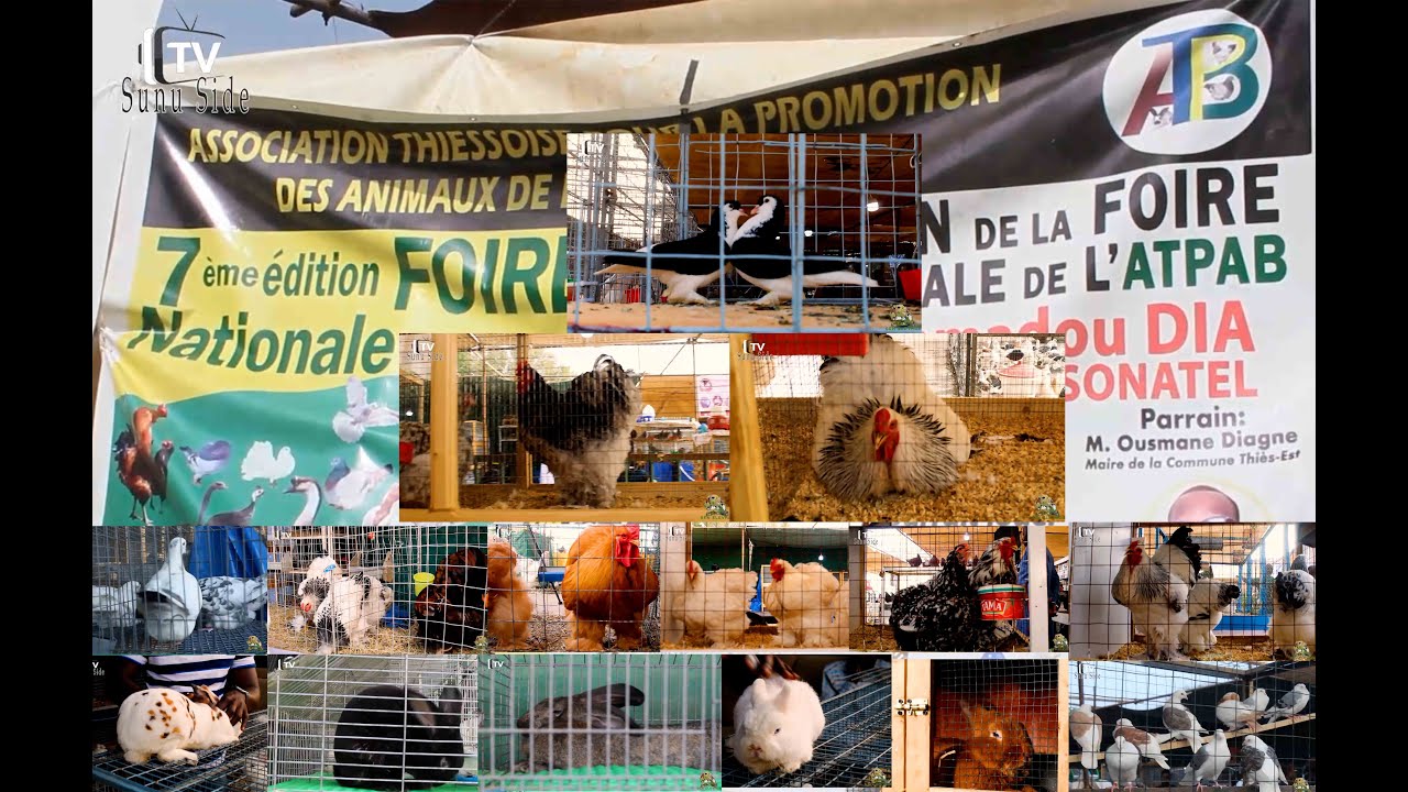 Sén Elevage - FOIRE ATPAB 2025 THIES