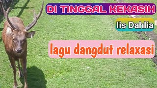 DI TINGGAL KEKASIH Dangdut
