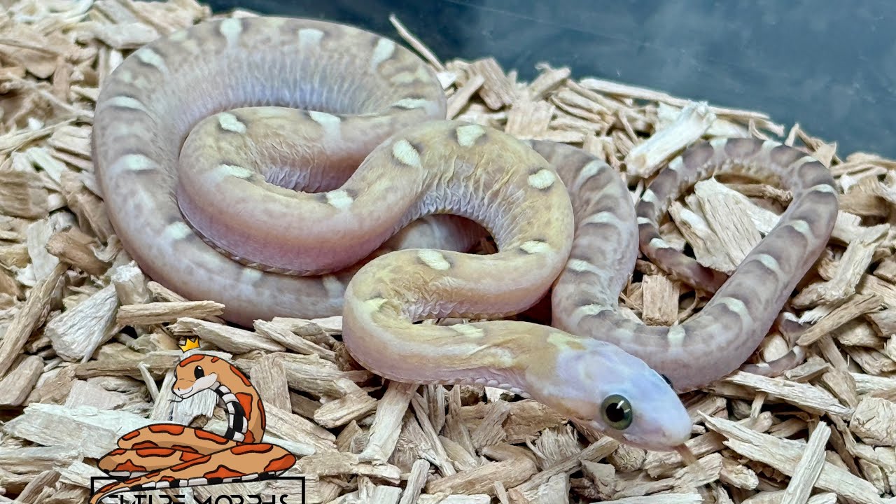 Cornsnakes for Terraristika Hamm | Future-Morphs