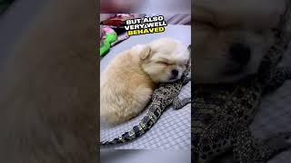 The Crocodile Who Became A Pet