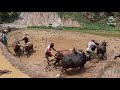 Traditional Method of paddy  planting ||Ropai ||  Nepal