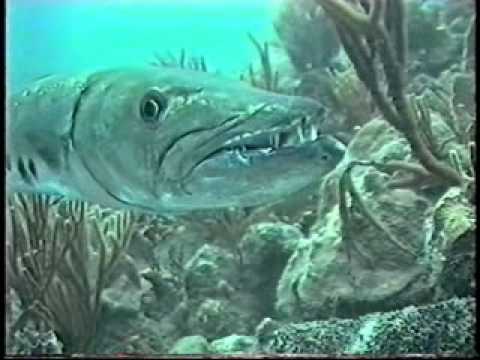 Scuba - Caribbean Explorer - Above and Below - Saba StKitts - part 1