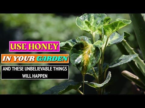 Use Honey in your Garden and These 8 Unbelievable Things will Happen