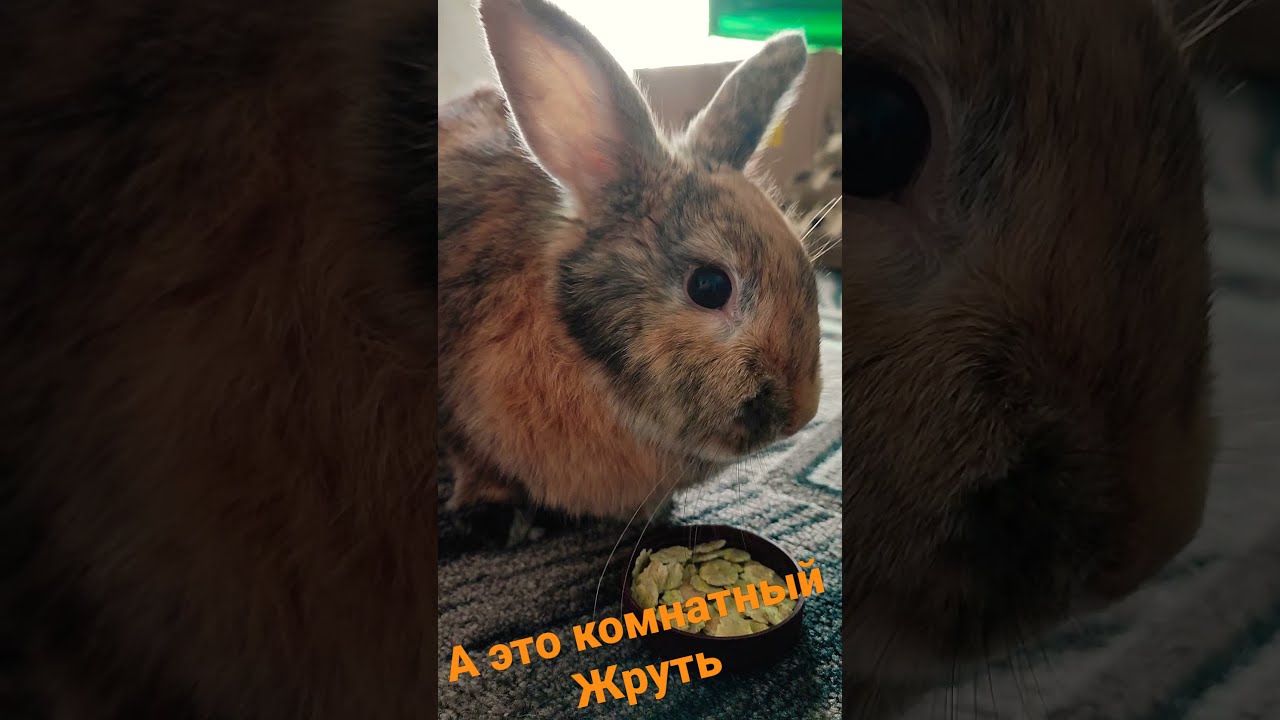 Песочек кролик 