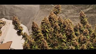 Week 10 Flowering - Mr Green Jeans Genetic's