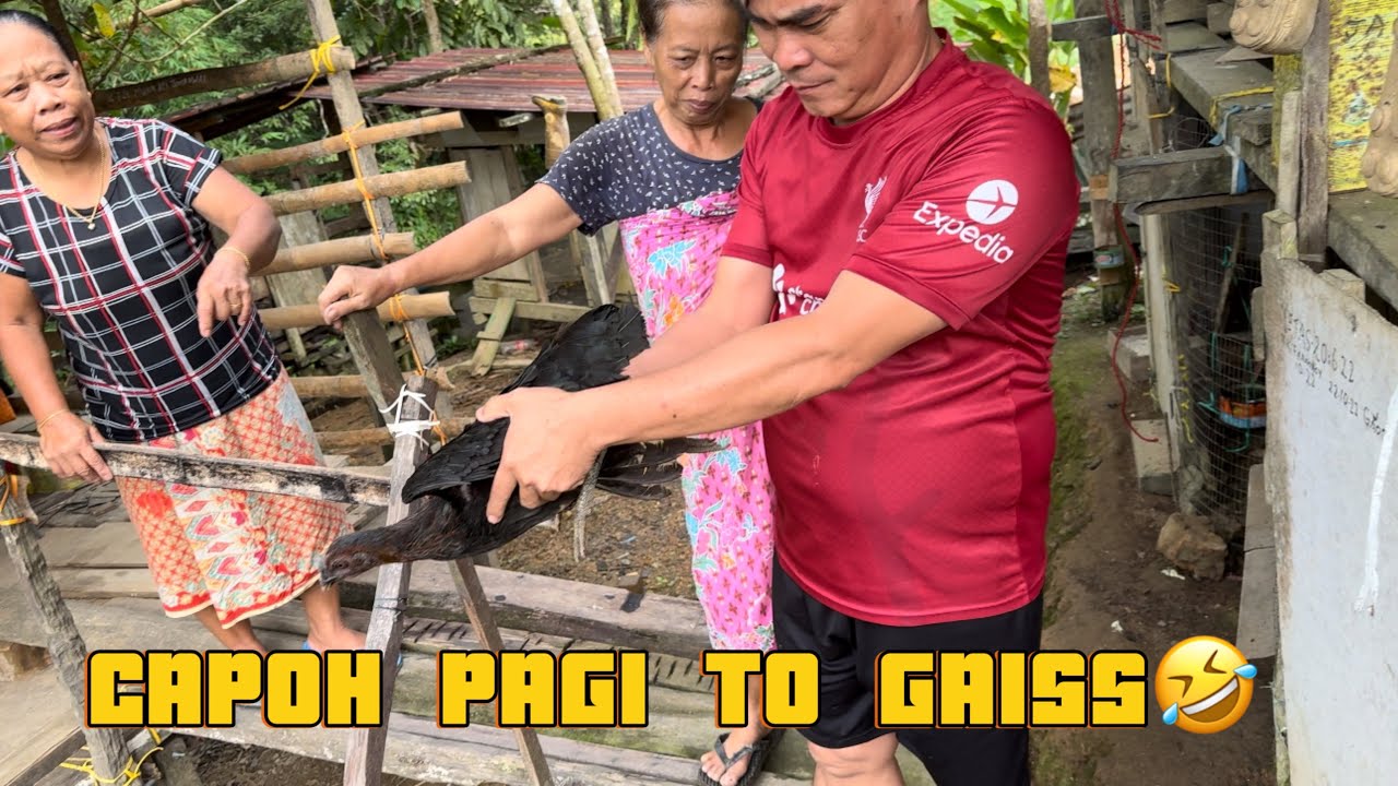 Kecoh Pagi Ni Ayam BS Ditukar Dengan Ayam Orang Lain😂  Enda Lulus Projek A Nya🤭