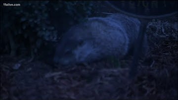 Groundhog General Beauregard Lee gets new home at nature center