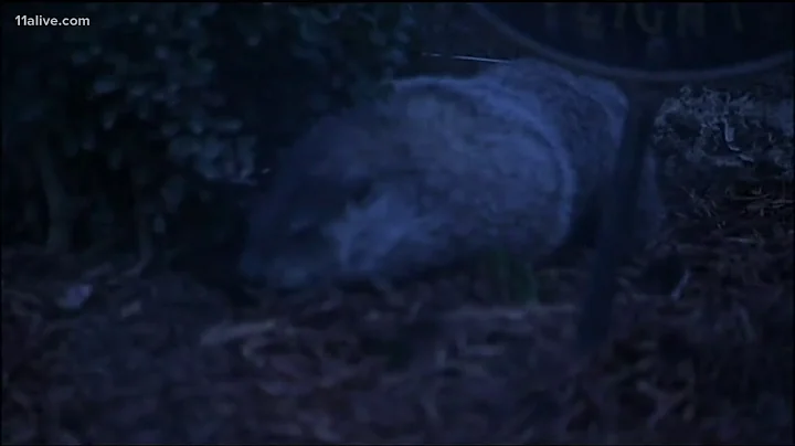 Groundhog General Beauregard Lee gets new home at ...