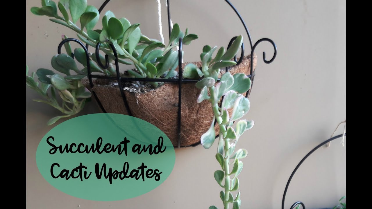 Succulents & Cacti Update November 2017