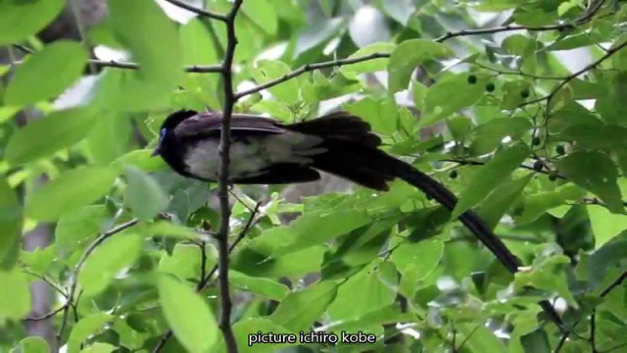 雨中のサンコウチョウ 1 三光鳥 Terpsiphone Atrocaudata 大阪城公園 15 05 09 Youtube