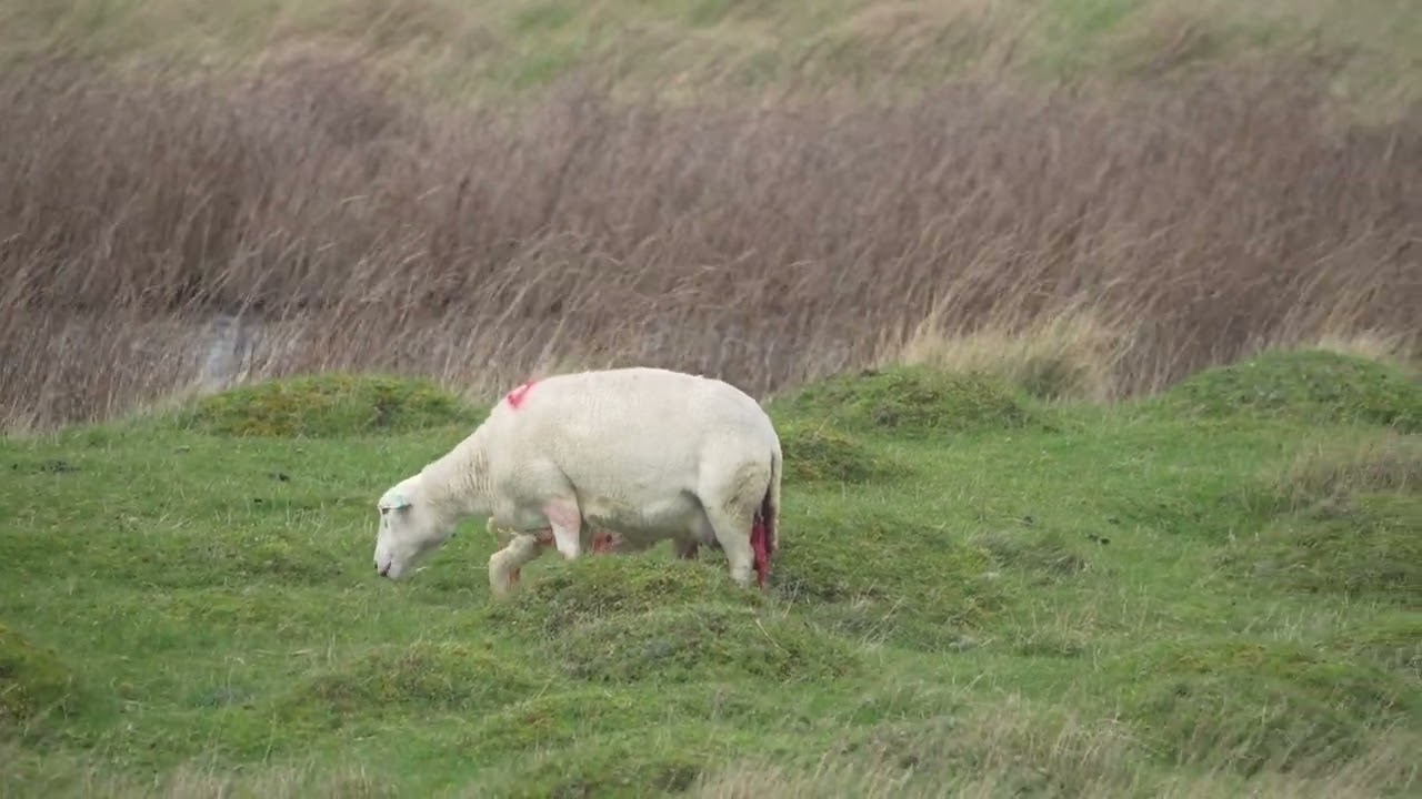 Lamb just born and trying to feed