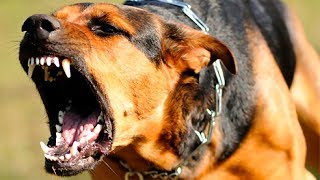 Самые свирепые собаки мира, Топ 5 Самые свирепые собаки мира, Топ 5